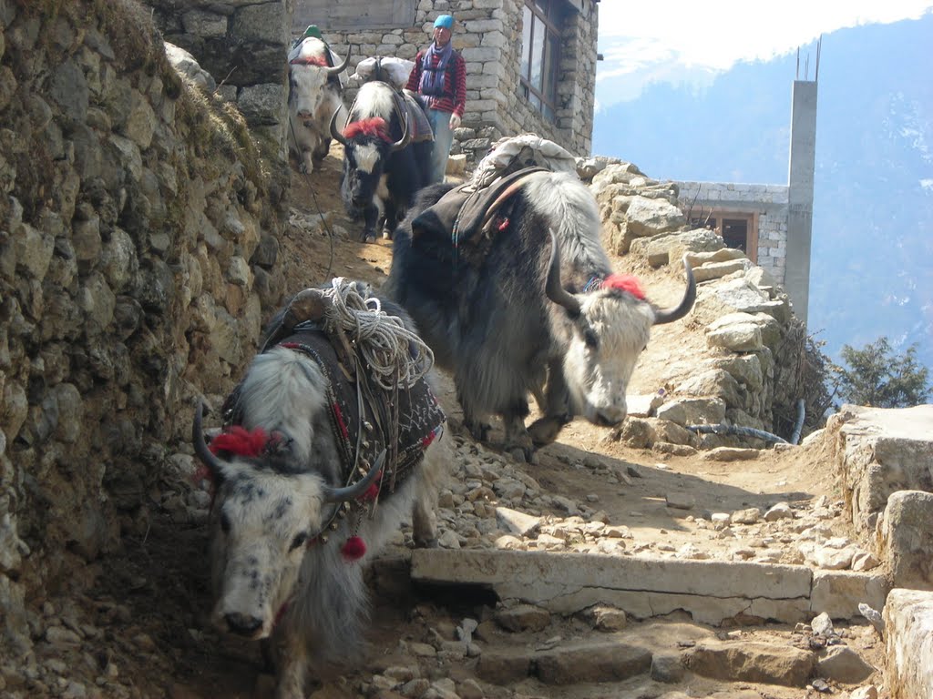 Yaks with saddles walking down a stone path in a mountainous area near Namche Bazar