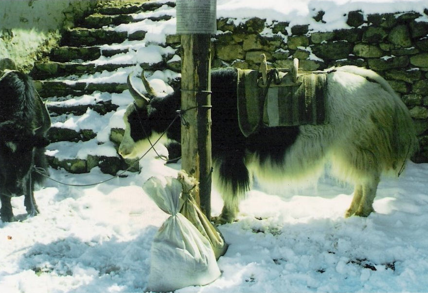 two yaks in the snowy region Namche Bazar winter with a stone wall in the background